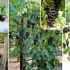 Jak kupić dobre sadzonki winogron - instrukcje dla początkujących